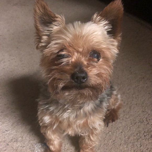 Meet your Posher, Carri - Picture 1 of 1